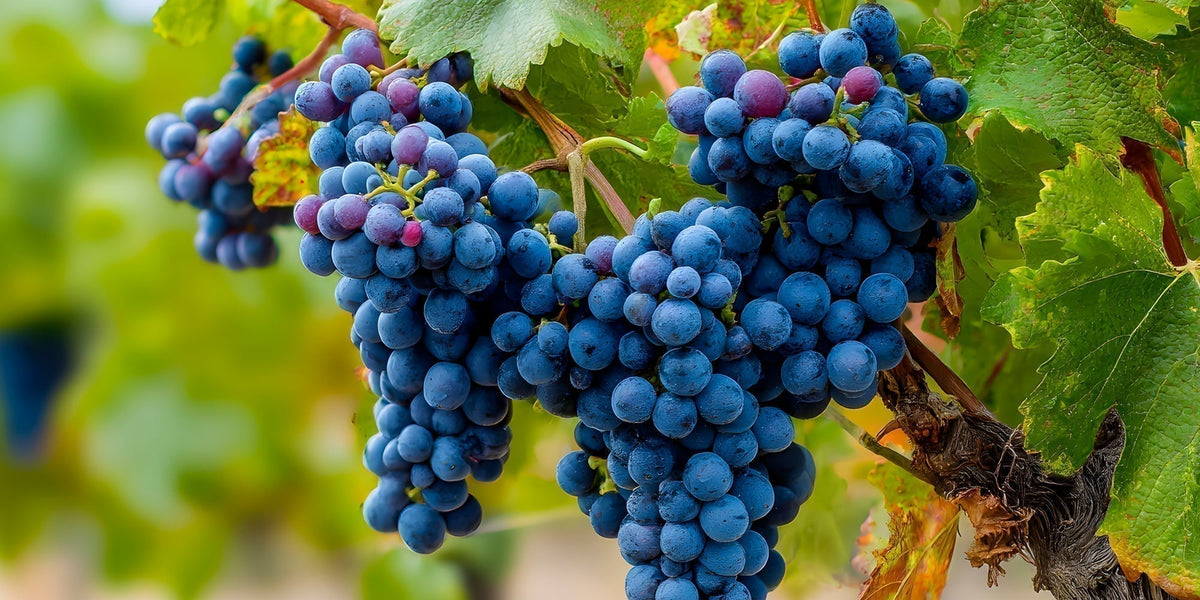 La versatilidad de una cepa emblemática: Syrah desde la costa hasta el Valle del Elqui