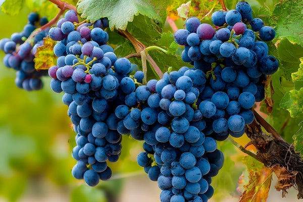 La versatilidad de una cepa emblemática: Syrah desde la costa hasta el Valle del Elqui