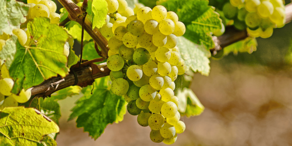 Día del Chardonnay