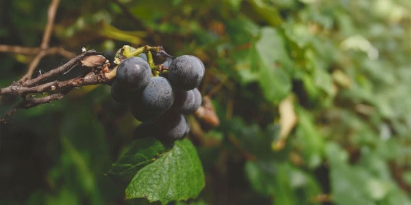 Día internacional de la fruta