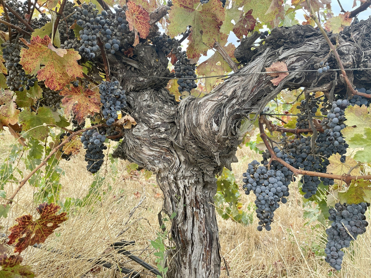 Día del Cabernet