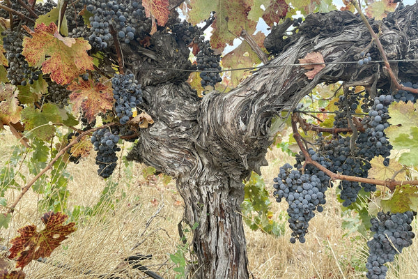 Día del Cabernet