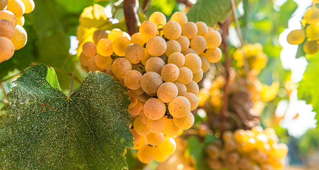 Día del Pinot Grigio