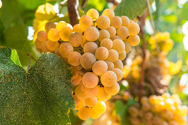 Día del Pinot Grigio