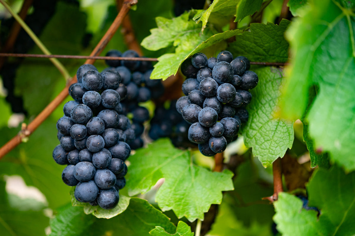 Día del Pinot Noir
