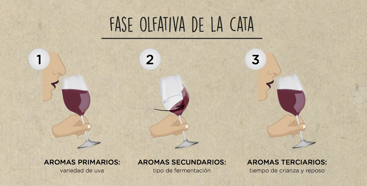 Fases de una cata