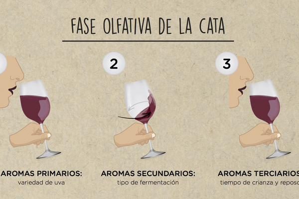 Fases de una cata
