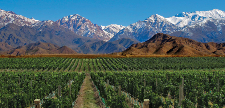 El Renacimiento Púrpura: Malbec, de la Oscuridad de Cahors a la Gloria de los Andes