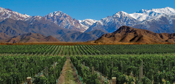 El Renacimiento Púrpura: Malbec, de la Oscuridad de Cahors a la Gloria de los Andes