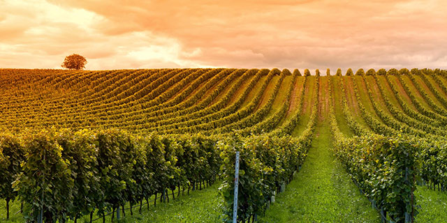 Vendimia en Chile 2026: La Guía Definitiva para Vivir la Fiesta del Vino: