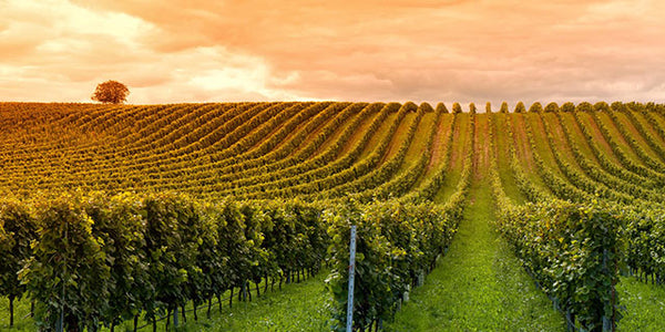 Vendimia en Chile 2026: La Guía Definitiva para Vivir la Fiesta del Vino: